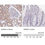 Merck Anti-DMGDH antibody produced in rabbit