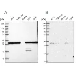 Merck Anti-PSMA1 antibody produced in rabbit