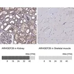 Merck Anti-ARHGEF28 antibody produced in rabbit