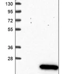 Merck Anti-AVPI1 antibody produced in rabbit
