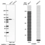 Merck Anti-SH3BP5 antibody produced in rabbit