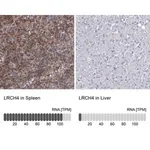 Merck Anti-LRCH4 antibody produced in rabbit