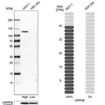 Merck Anti-INPP4B antibody produced in rabbit