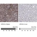 Merck Anti-LRCH4 antibody produced in rabbit