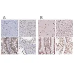 Merck Anti-SREK1 antibody produced in rabbit