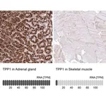 Merck Anti-TPP1 antibody produced in rabbit