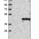 Merck Anti-MAT2B antibody produced in rabbit