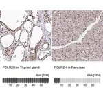 Merck Anti-POLR2H antibody produced in rabbit