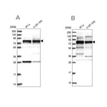 Merck Anti-LSG1 antibody produced in rabbit
