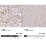 Merck Anti-ARSB antibody produced in rabbit