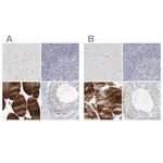 Merck Anti-MYOT antibody produced in rabbit