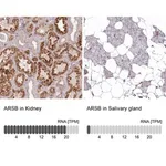 Merck Anti-ARSB antibody produced in rabbit