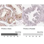 Merck Anti-TTC23L antibody produced in rabbit