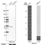 Merck Anti-MBLAC2 antibody produced in rabbit