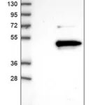 Merck Anti-LRRC23 antibody produced in rabbit