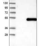 Merck Anti-WDR74 antibody produced in rabbit