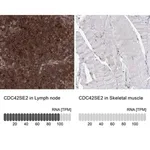 Merck Anti-CDC42SE2 antibody produced in rabbit