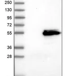 Merck Anti-ITFG2 antibody produced in rabbit