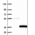 Merck Anti-FGFR1OP2 antibody produced in rabbit