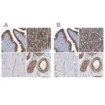 Merck Anti-PTGES3 antibody produced in rabbit