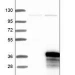 Merck Anti-C12orf45 antibody produced in rabbit