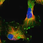 Merck Anti-HARBI1 antibody produced in rabbit