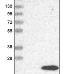 Merck Anti-FUNDC1 antibody produced in rabbit