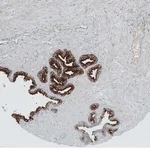 Merck Anti-ANO7 antibody produced in rabbit