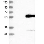 Merck Anti-PRSS35 antibody produced in rabbit