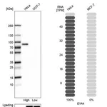 Merck Anti-EYA4 antibody produced in rabbit