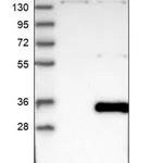 Merck Anti-THAP6 antibody produced in rabbit