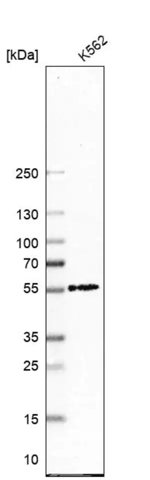 Merck Anti-NAF1 antibody produced in rabbit
