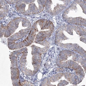 Merck Anti-CES4A antibody produced in rabbit