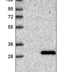 Merck Anti-ABHD14B antibody produced in rabbit