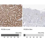 Merck Anti-PCCB antibody produced in rabbit