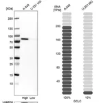 Merck Anti-GCLC antibody produced in rabbit