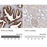 Merck Anti-SYTL1 antibody produced in rabbit