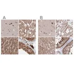 Merck Anti-MKRN2 antibody produced in rabbit