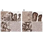 Merck Anti-LRPPRC antibody produced in rabbit
