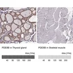 Merck Anti-PDE8B antibody produced in rabbit