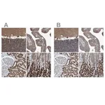 Merck Anti-SUCLG1 antibody produced in rabbit