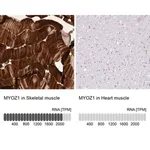 Merck Anti-MYOZ1 antibody produced in rabbit