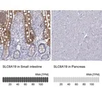 Merck Anti-SLC6A19 antibody produced in rabbit