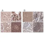 Merck Anti-PDS5A antibody produced in rabbit