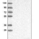 Merck Anti-LYZL4 antibody produced in rabbit
