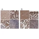 Merck Anti-SUCLA2 antibody produced in rabbit