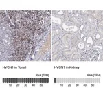 Merck Anti-HVCN1 antibody produced in rabbit