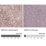 Merck Anti-MRPL57 antibody produced in rabbit