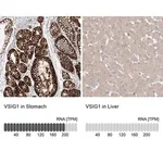 Merck Anti-VSIG1 antibody produced in rabbit
