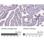Merck Anti-CFAP54 antibody produced in rabbit